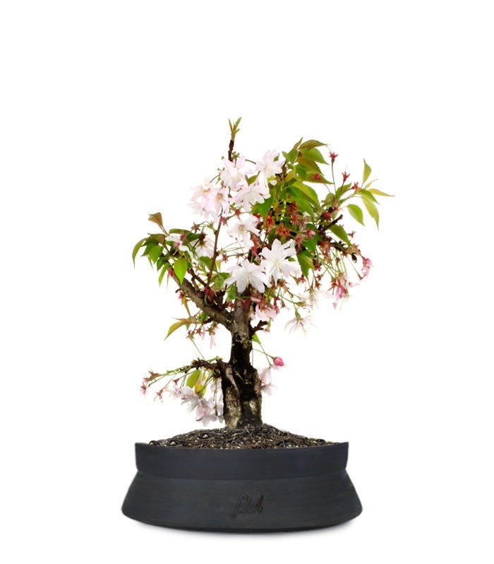 Ciliegio Giapponese Bonsai
