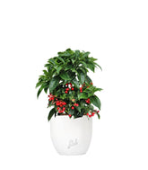 Ardisia 