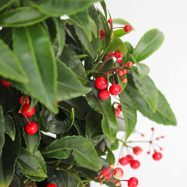 Ardisia 