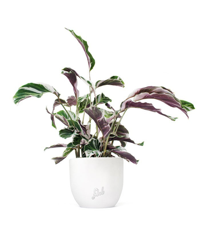 Calathea fusion white