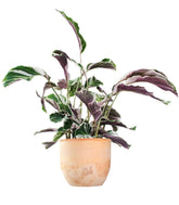 Calathea fusion white