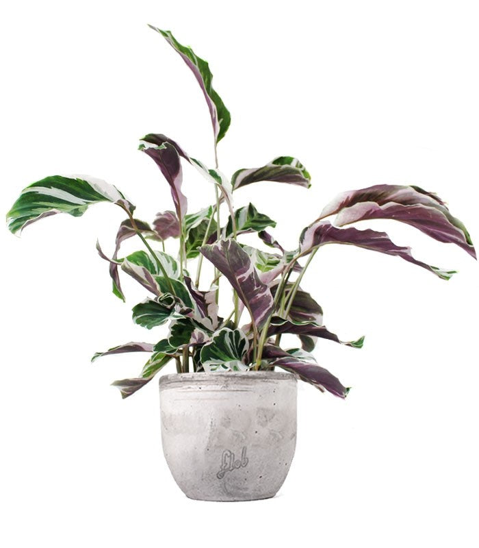 Calathea fusion white