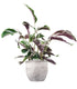Calathea fusion white