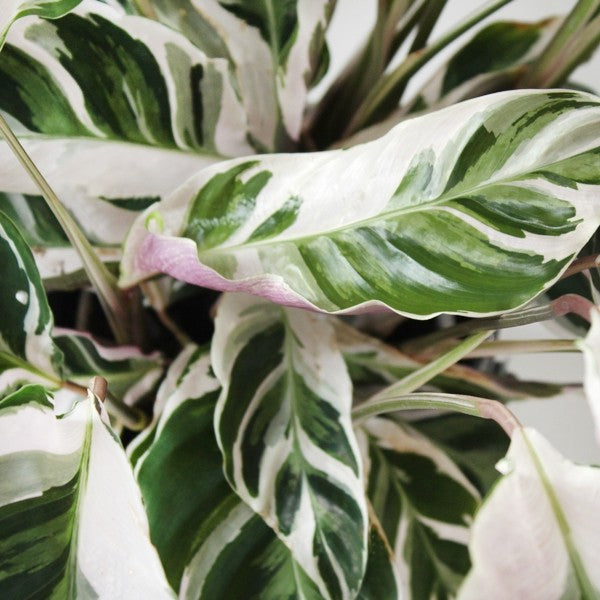 Calathea fusion white