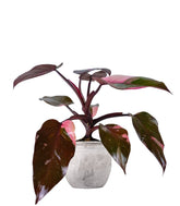 Filodendro Pink Princess