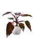 Filodendro Pink Princess