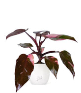 Filodendro Pink Princess