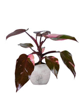 Filodendro Pink Princess