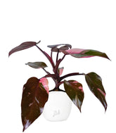 Filodendro Pink Princess