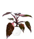 Filodendro Pink Princess