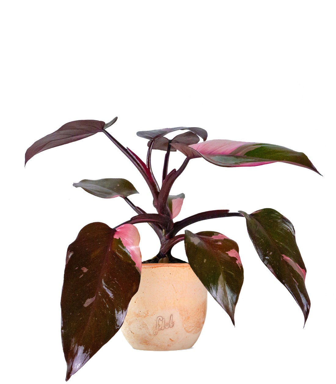 Filodendro Pink Princess