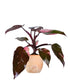 Filodendro Pink Princess