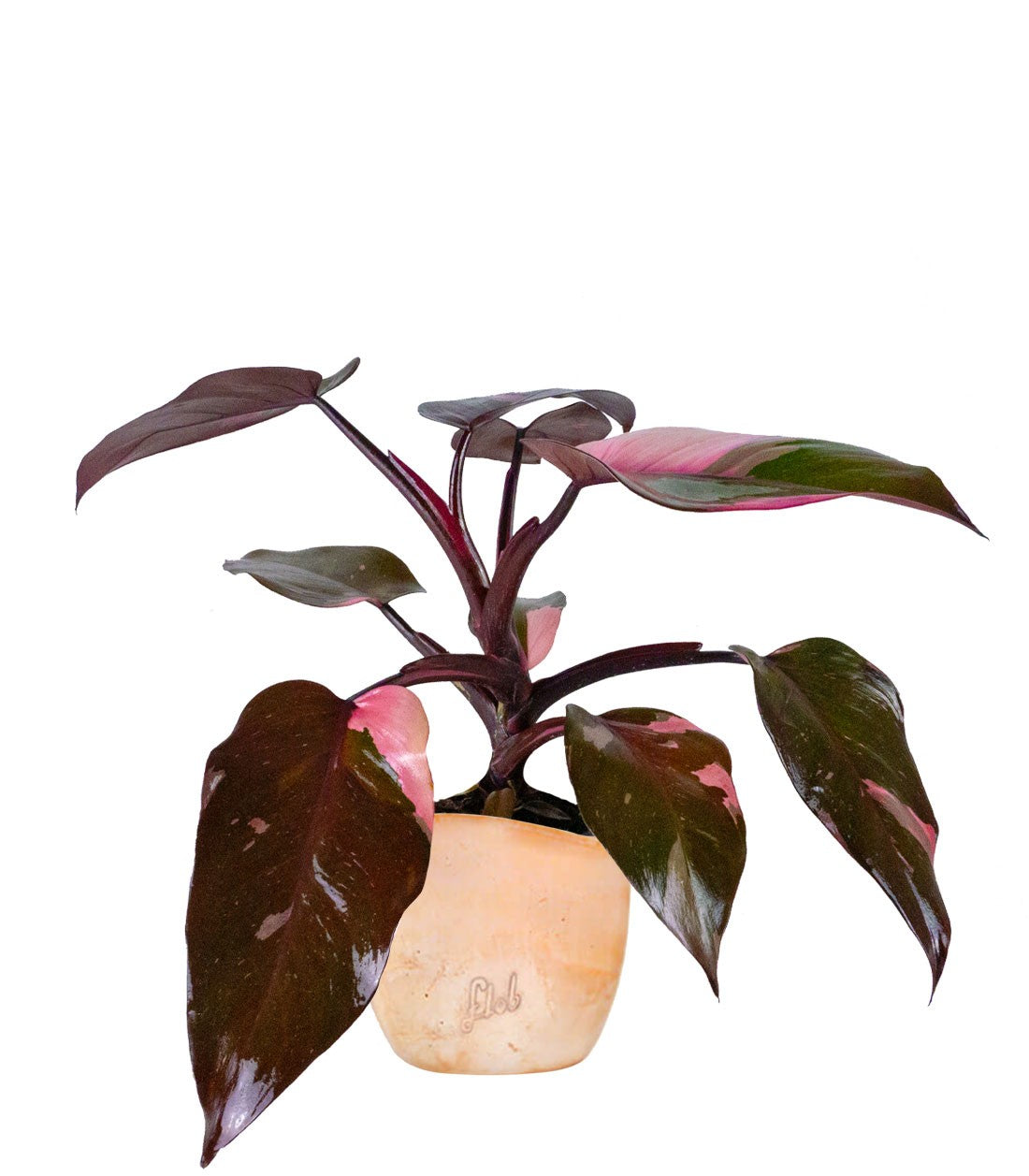 Filodendro Pink Princess