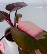 Filodendro Pink Princess