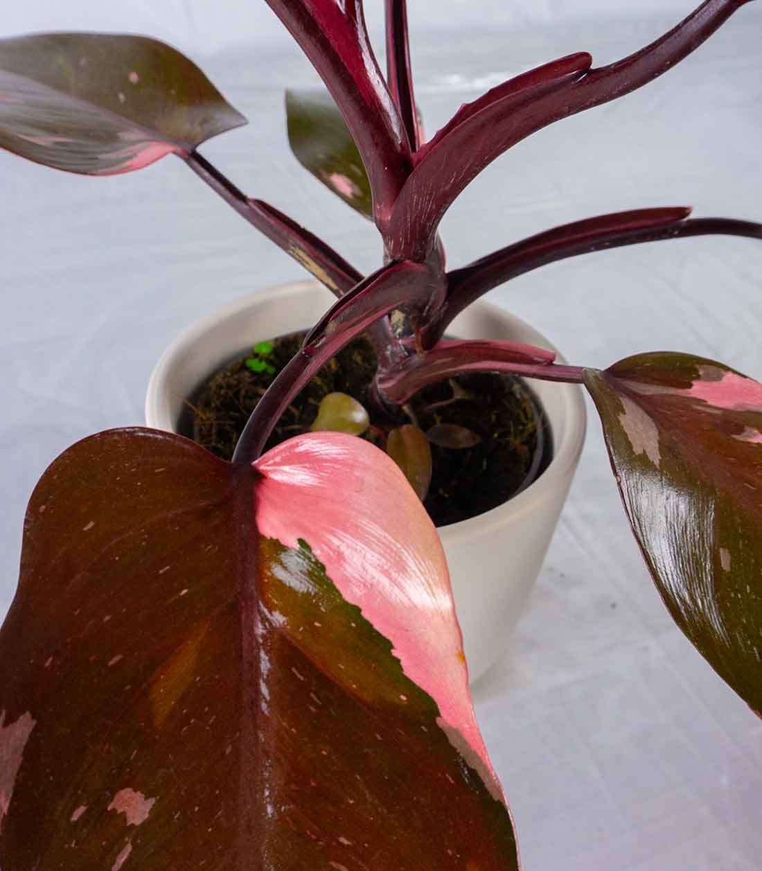 Filodendro Pink Princess