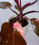 Filodendro Pink Princess