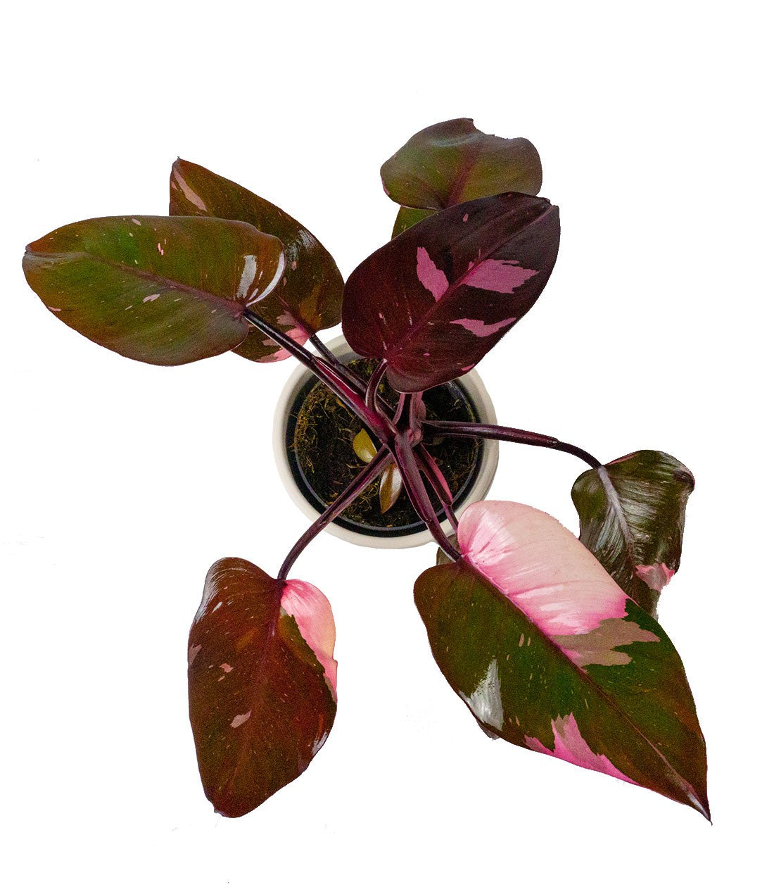 Filodendro Pink Princess