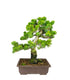Bonsai Pino pentaphylla 24 anni | Esemplare unico 1