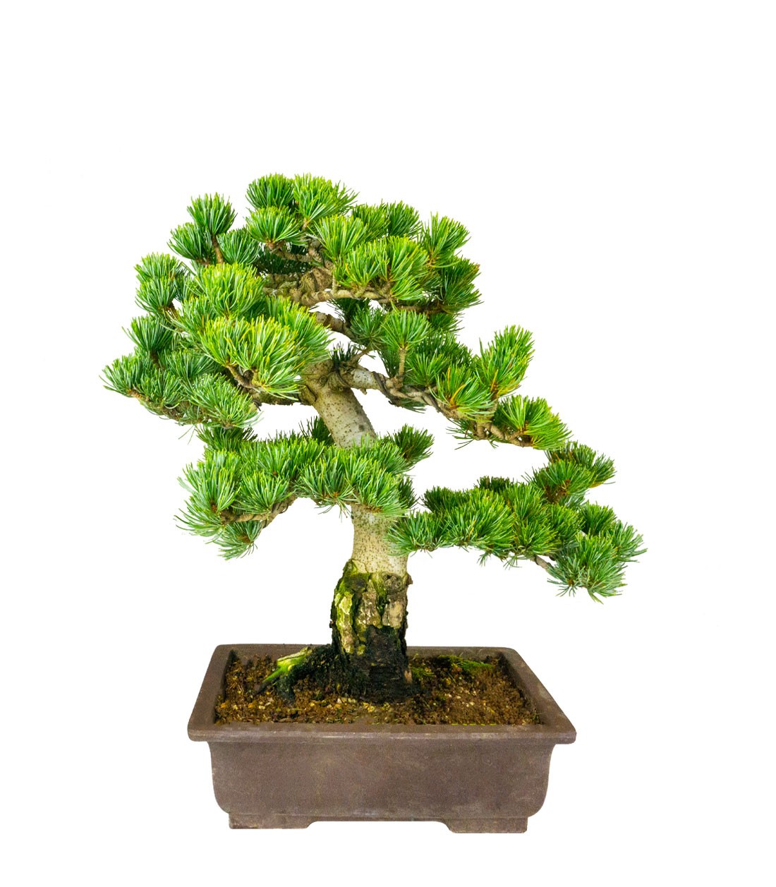 Bonsai Pino pentaphylla 24 anni | Esemplare unico 1