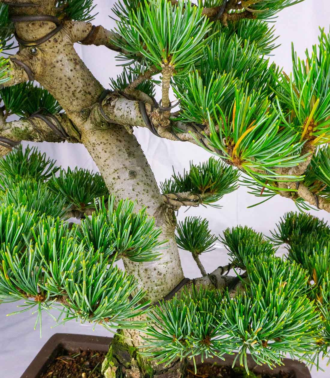 Bonsai Pino pentaphylla 24 anni | Esemplare unico 1