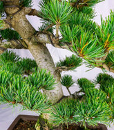 Bonsai Pino pentaphylla 24 anni | Esemplare unico 1