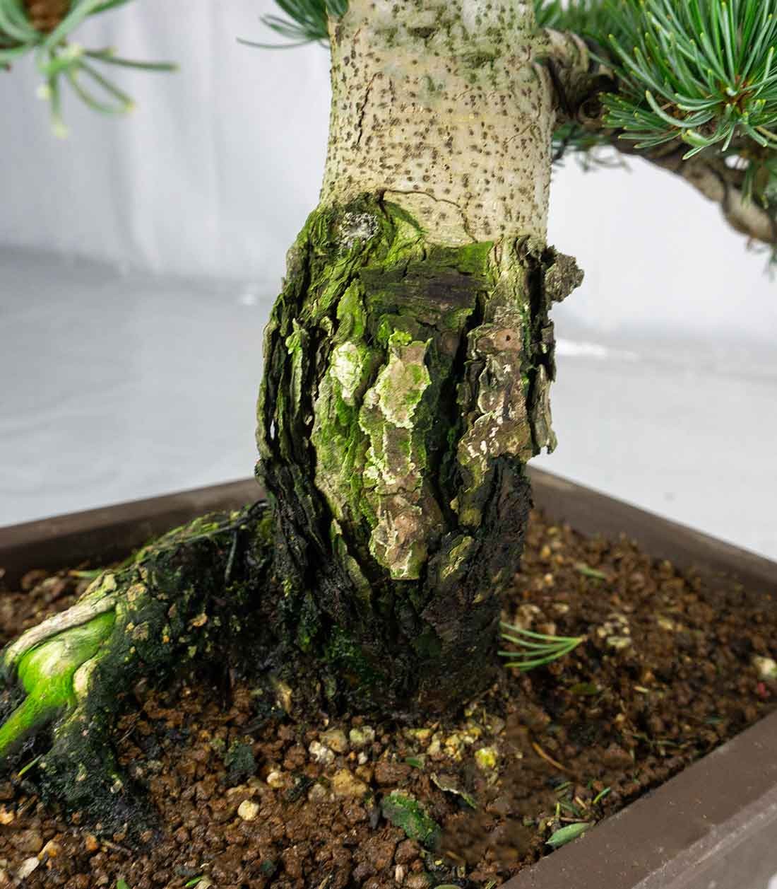 Bonsai Pino pentaphylla 24 anni | Esemplare unico 1