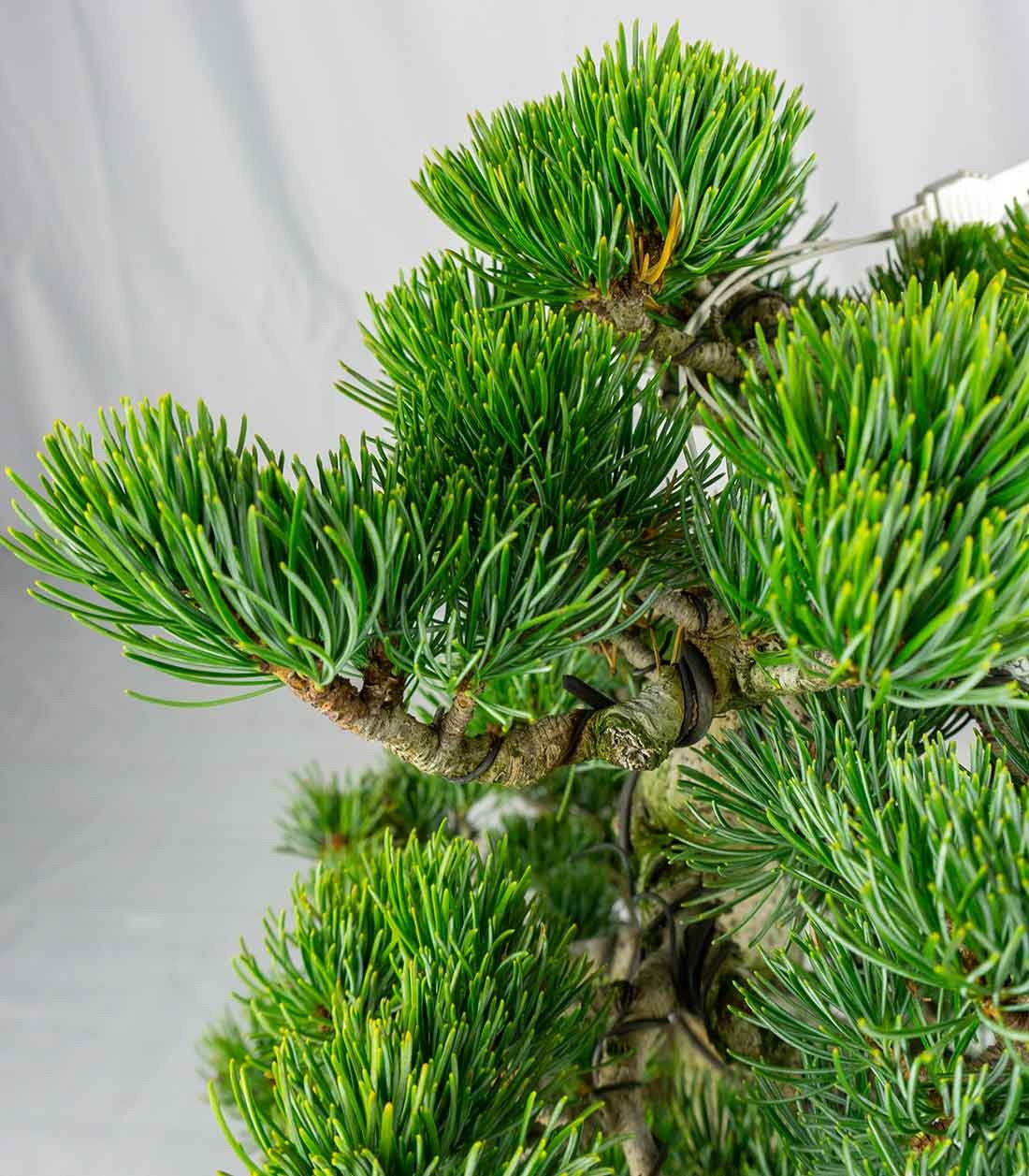 Bonsai Pino pentaphylla 24 anni | Esemplare unico 1