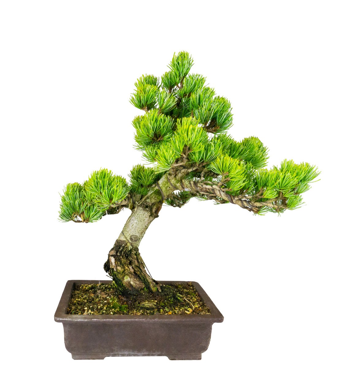 Bonsai Pino pentaphylla 24 anni | Esemplare unico 2