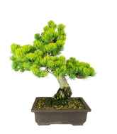 Bonsai Pino pentaphylla 24 anni | Esemplare unico 2