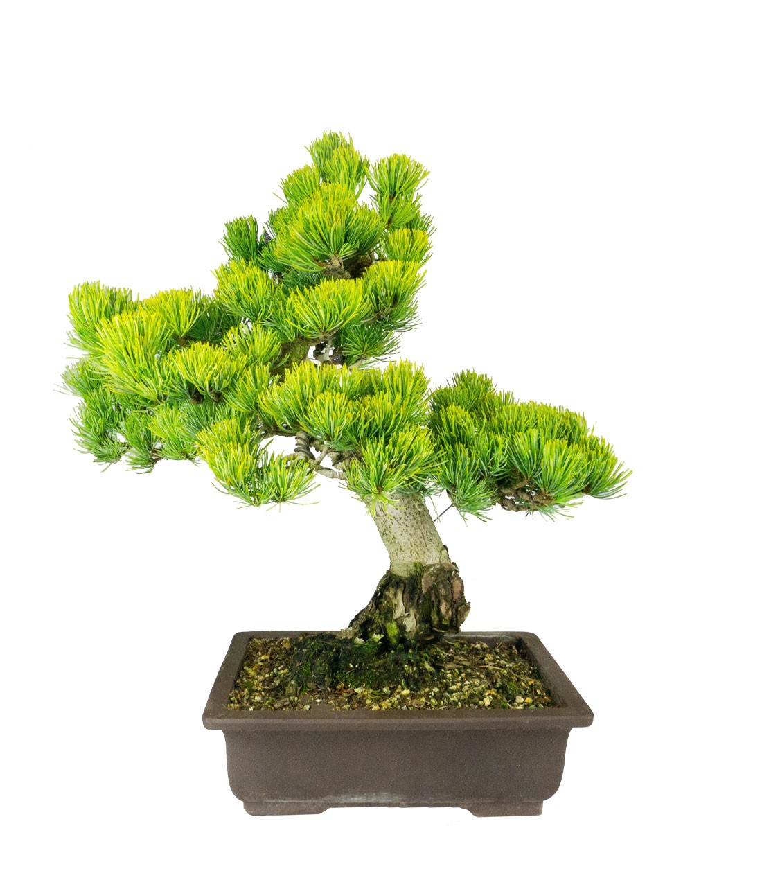 Bonsai Pino pentaphylla 24 anni | Esemplare unico 2
