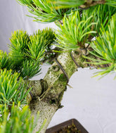 Bonsai Pino pentaphylla 24 anni | Esemplare unico 2