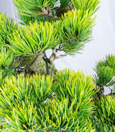 Bonsai Pino pentaphylla 24 anni | Esemplare unico 2
