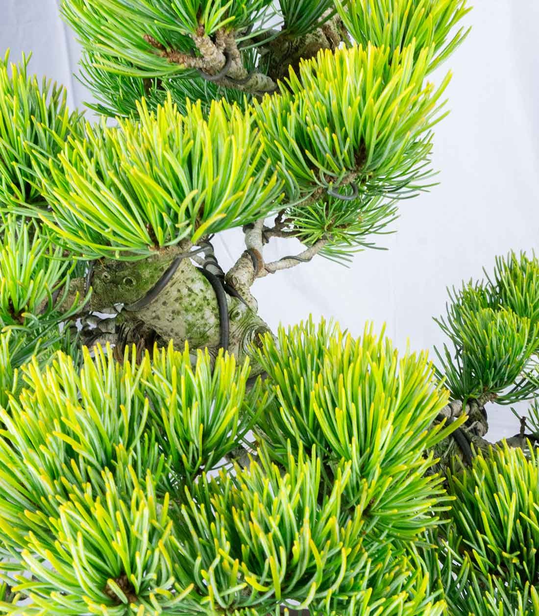 Bonsai Pino pentaphylla 24 anni | Esemplare unico 2