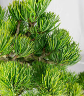 Bonsai Pino pentaphylla 24 anni | Esemplare unico 2