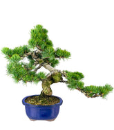 Bonsai esemplare unico Pino pentaphylla 25 anni