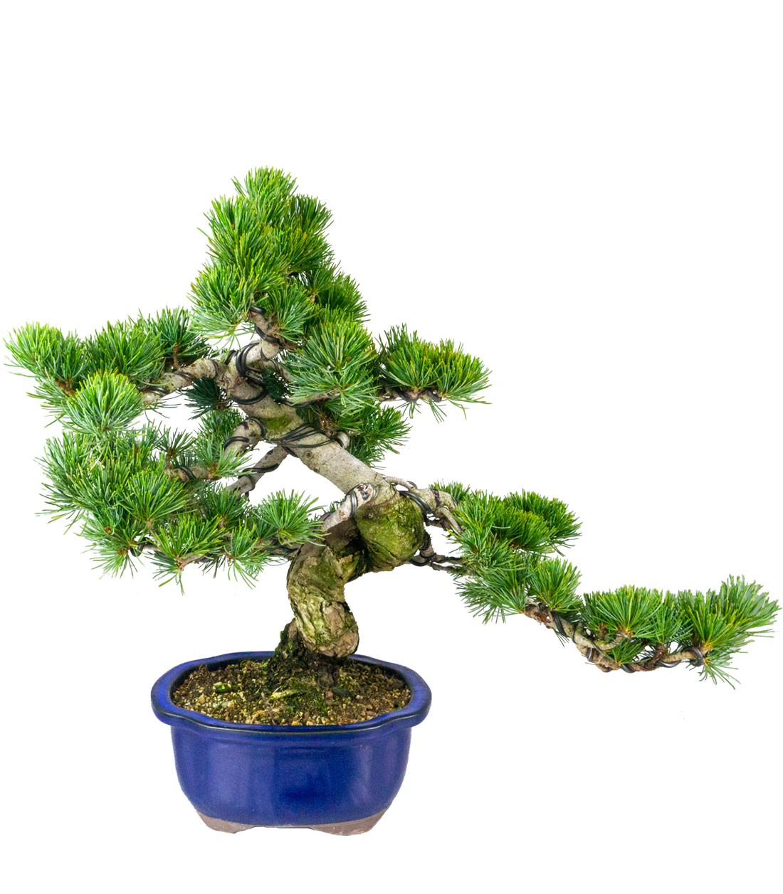 Bonsai esemplare unico Pino pentaphylla 25 anni