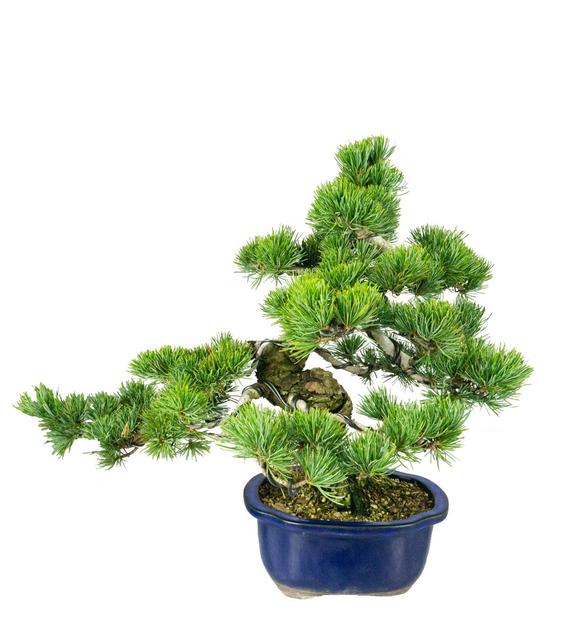 Bonsai esemplare unico Pino pentaphylla 25 anni