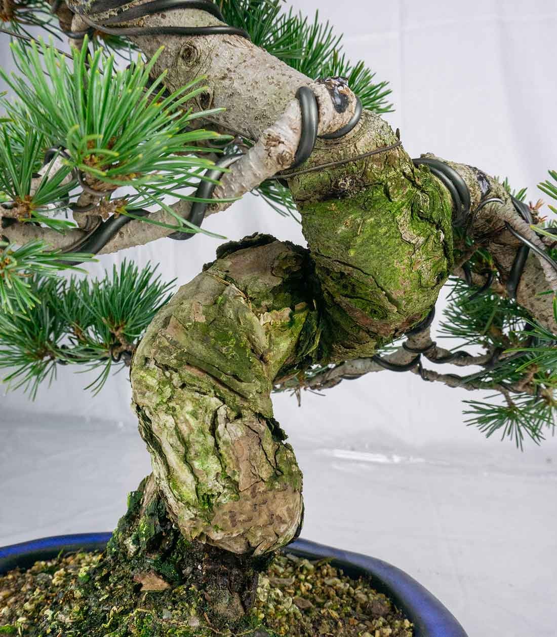 Bonsai esemplare unico Pino pentaphylla 25 anni