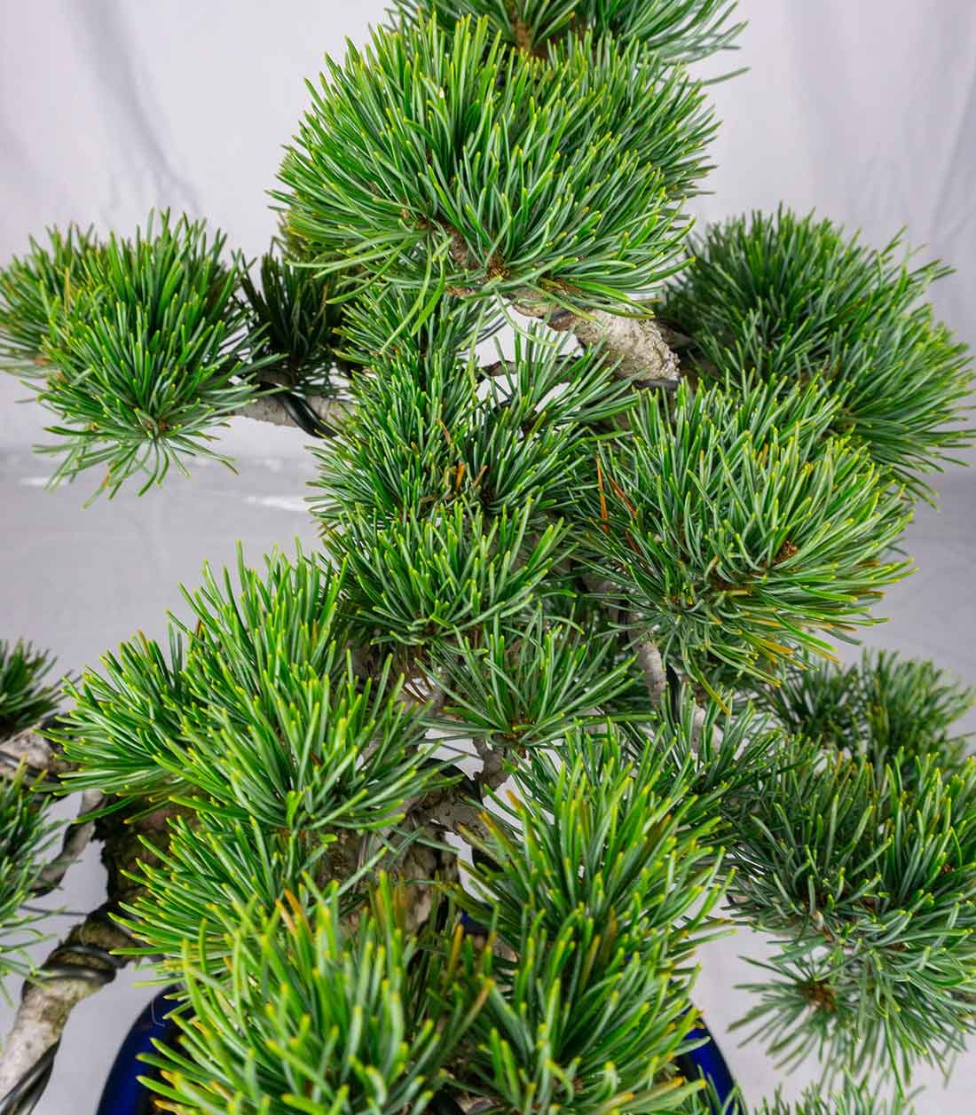 Bonsai esemplare unico Pino pentaphylla 25 anni