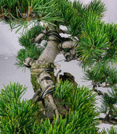 Bonsai esemplare unico Pino pentaphylla 25 anni