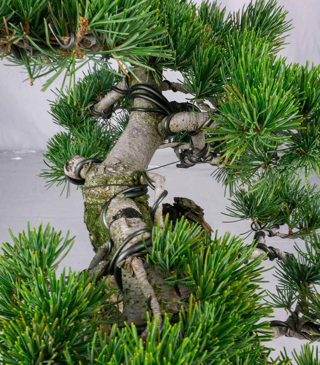 Bonsai esemplare unico Pino pentaphylla 25 anni