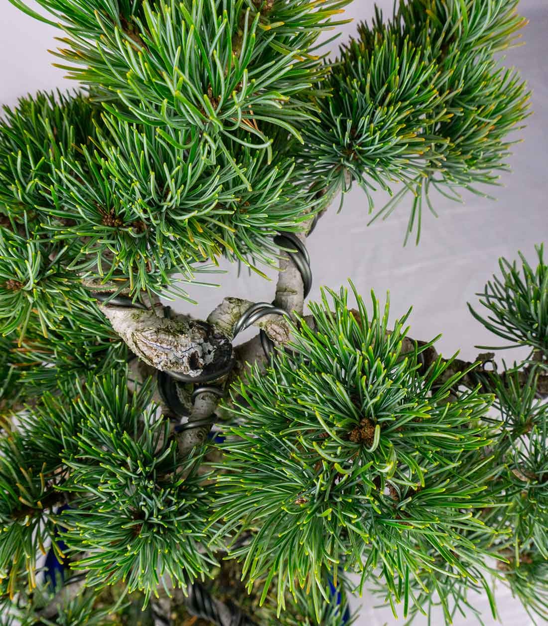 Bonsai esemplare unico Pino pentaphylla 25 anni