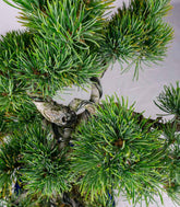 Bonsai esemplare unico Pino pentaphylla 25 anni