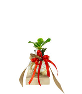 Clusia Sfera con led