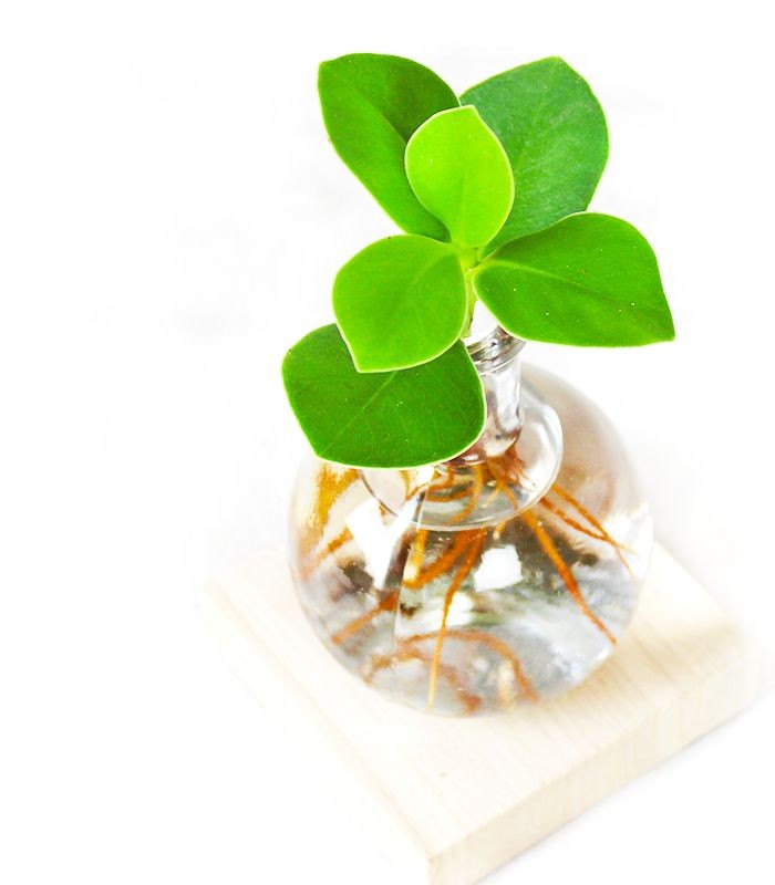 Clusia Sfera con led
