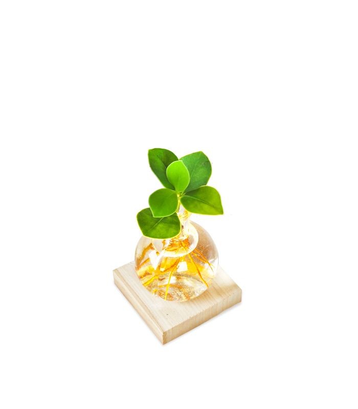 Clusia Sfera con led