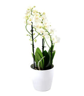 Orchidea Bianca