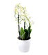 Orchidea Bianca