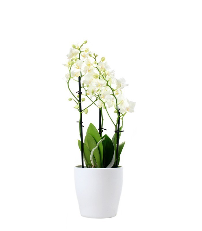 Orchidea Bianca