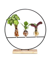 Piante verdi idroponica Mix